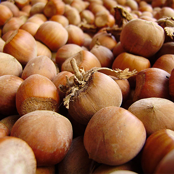 lavorazioni essiccazione nocciole